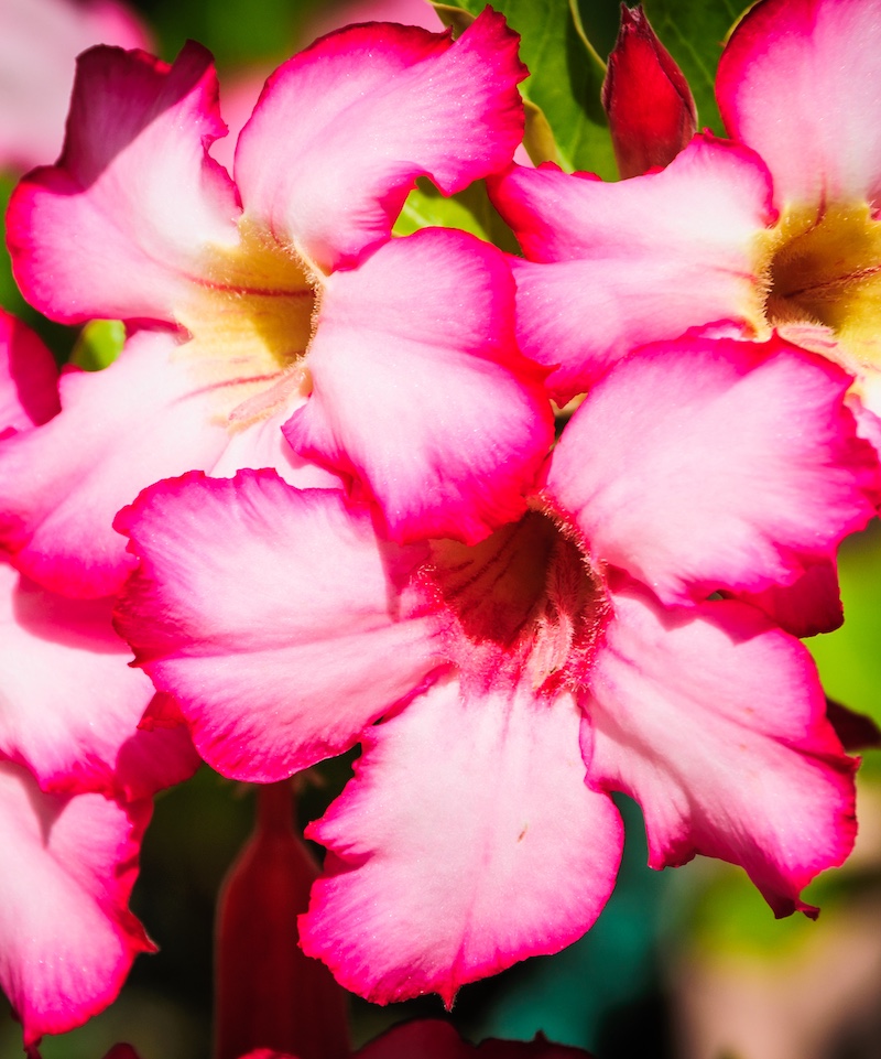 A cluster of flowers known as Desert Rose (Adenium obesum) grow in a botanical garden on Grand Cayman, Island