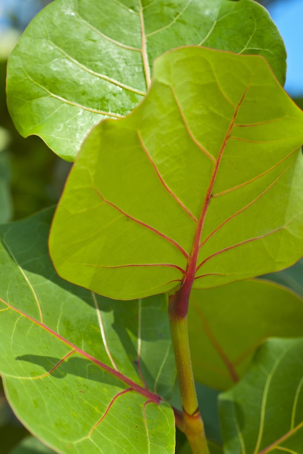 Sea Grape tree, indigenous to the Grand Cayman Islands