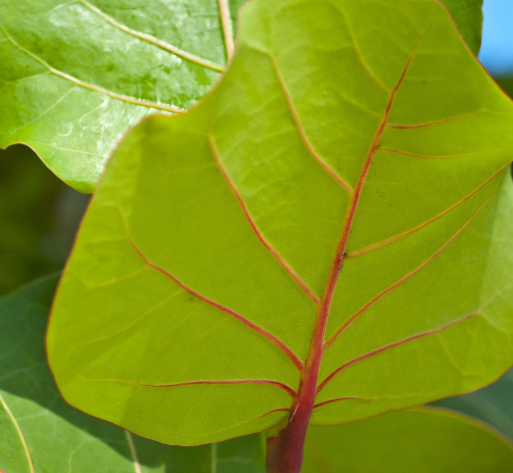 Sea Grape tree, indigenous to the Grand Cayman Islands